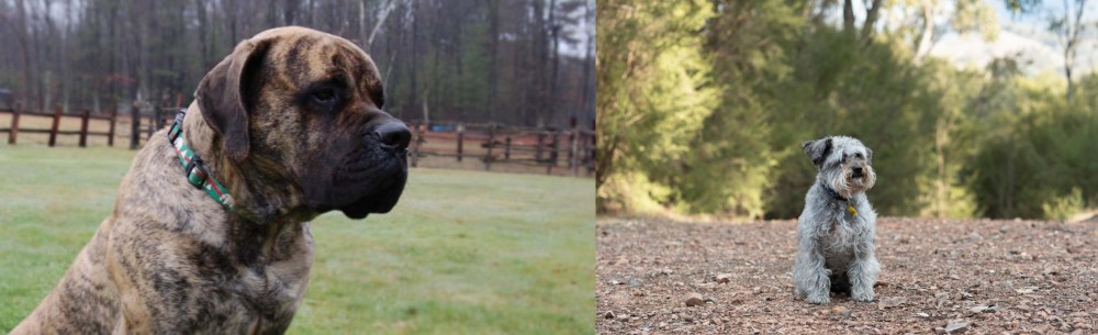 Schnoodle vs American Mastiff - Breed Comparison