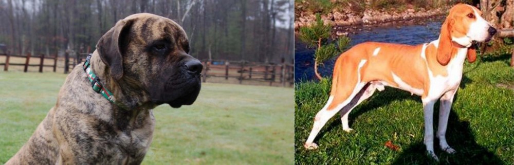 Schweizer Laufhund vs American Mastiff - Breed Comparison