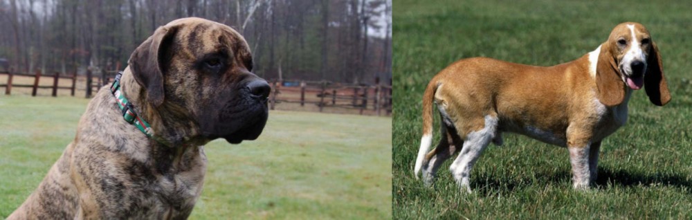 Schweizer Niederlaufhund vs American Mastiff - Breed Comparison