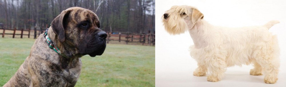 Sealyham Terrier vs American Mastiff - Breed Comparison