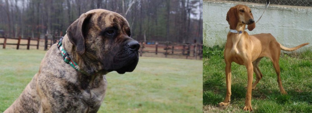 Segugio Italiano vs American Mastiff - Breed Comparison