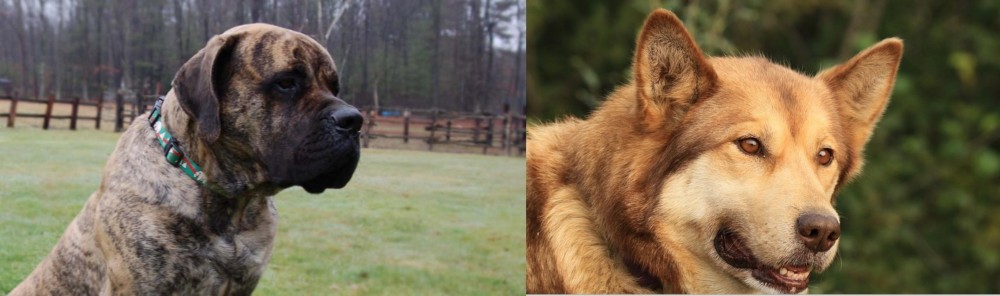 Seppala Siberian Sleddog vs American Mastiff - Breed Comparison