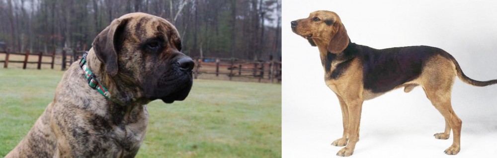 Serbian Hound vs American Mastiff - Breed Comparison