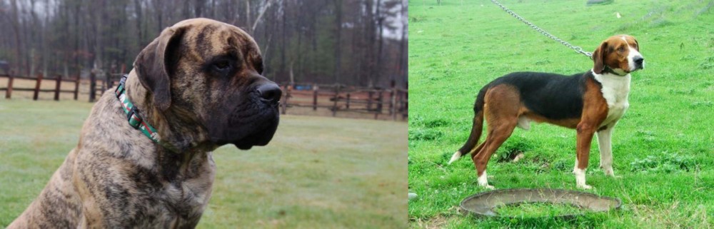 Serbian Tricolour Hound vs American Mastiff - Breed Comparison