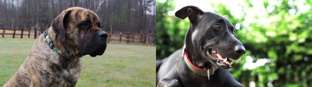 Shepard Labrador vs American Mastiff - Breed Comparison