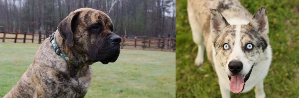 Shepherd Husky vs American Mastiff - Breed Comparison