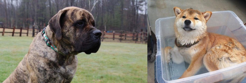 Shiba Inu vs American Mastiff - Breed Comparison
