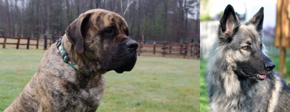 Shiloh Shepherd vs American Mastiff - Breed Comparison