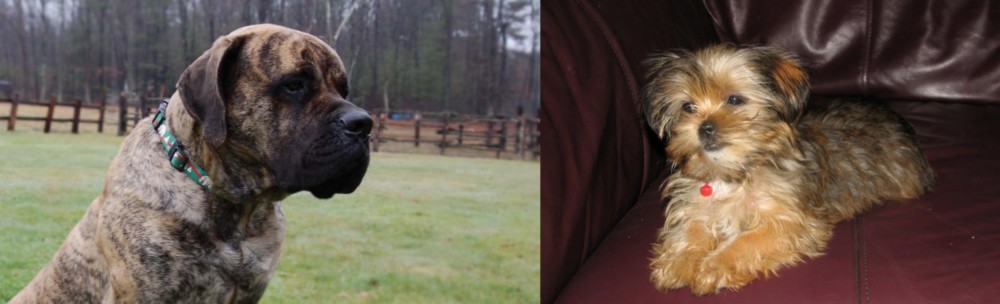 Shorkie vs American Mastiff - Breed Comparison