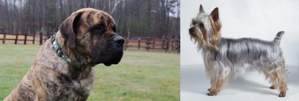 Silky Terrier vs American Mastiff - Breed Comparison
