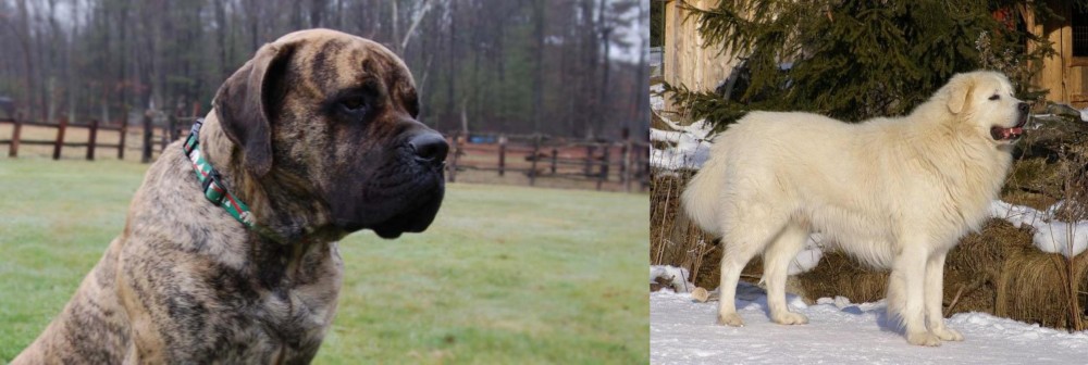 Slovak Cuvac vs American Mastiff - Breed Comparison