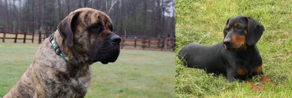 Slovakian Hound vs American Mastiff - Breed Comparison