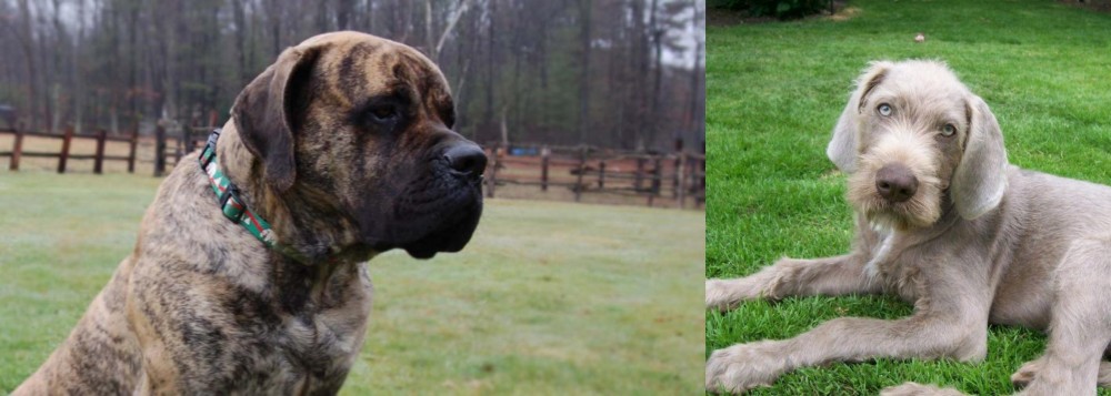 Slovakian Rough Haired Pointer vs American Mastiff - Breed Comparison