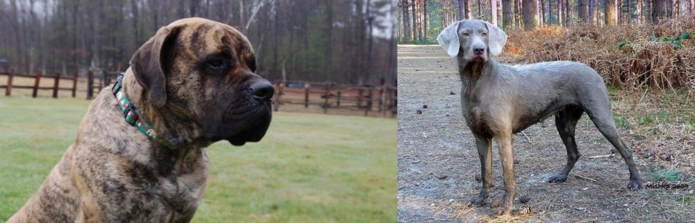 Slovensky Hrubosrsty Stavac vs American Mastiff - Breed Comparison