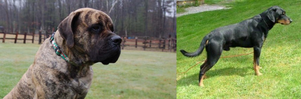 Smalandsstovare vs American Mastiff - Breed Comparison