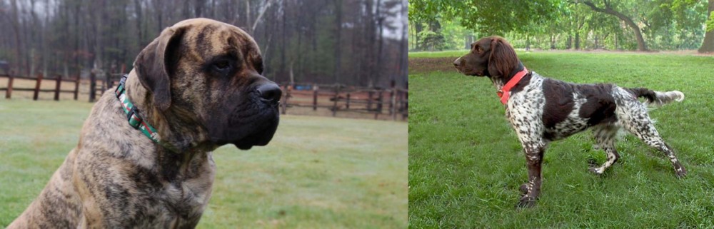 Small Munsterlander vs American Mastiff - Breed Comparison