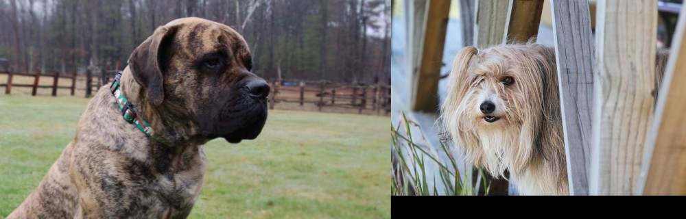 Smithfield vs American Mastiff - Breed Comparison