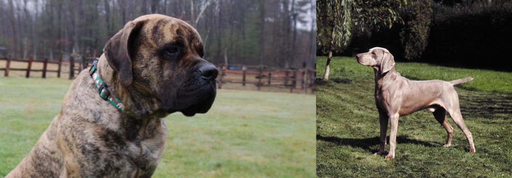 Smooth Haired Weimaraner vs American Mastiff - Breed Comparison