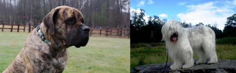 South Russian Ovcharka vs American Mastiff - Breed Comparison