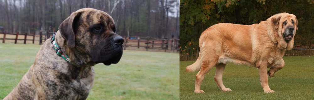 Spanish Mastiff vs American Mastiff - Breed Comparison