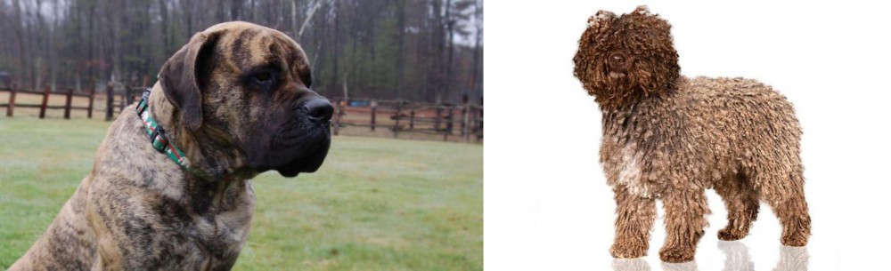 Spanish Water Dog vs American Mastiff - Breed Comparison