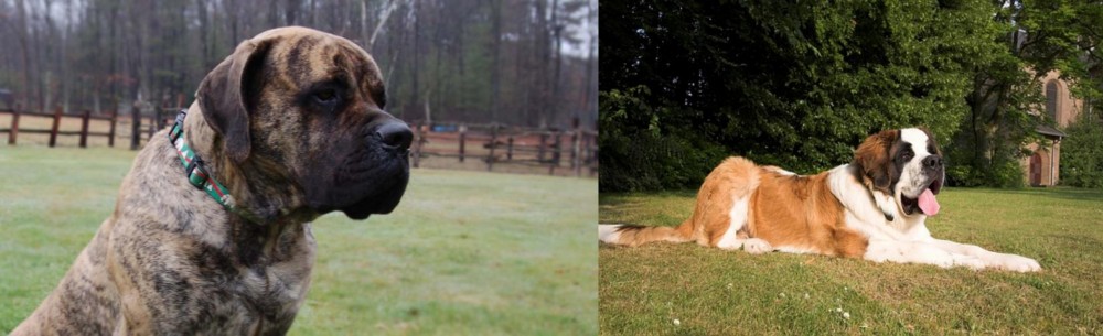 St. Bernard vs American Mastiff - Breed Comparison