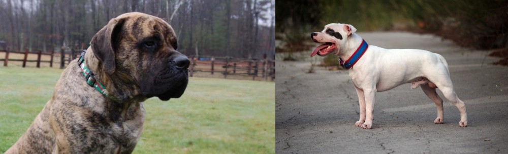 Staffordshire Bull Terrier vs American Mastiff - Breed Comparison