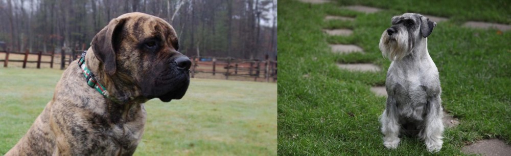 Standard Schnauzer vs American Mastiff - Breed Comparison