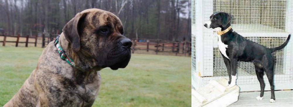 Stephens Stock vs American Mastiff - Breed Comparison