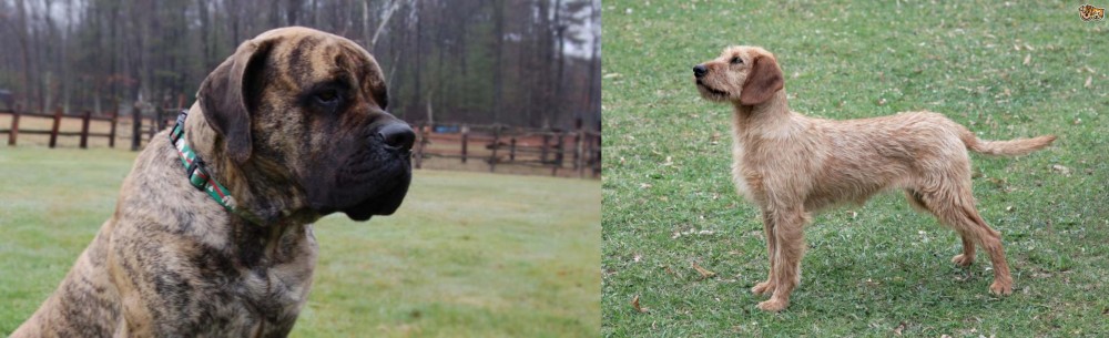 Styrian Coarse Haired Hound vs American Mastiff - Breed Comparison