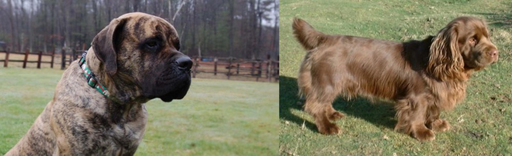 Sussex Spaniel vs American Mastiff - Breed Comparison