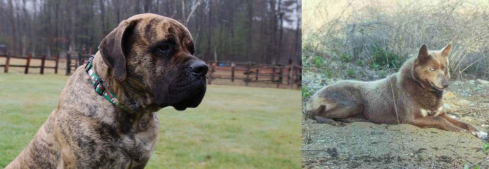 Tahltan Bear Dog vs American Mastiff - Breed Comparison