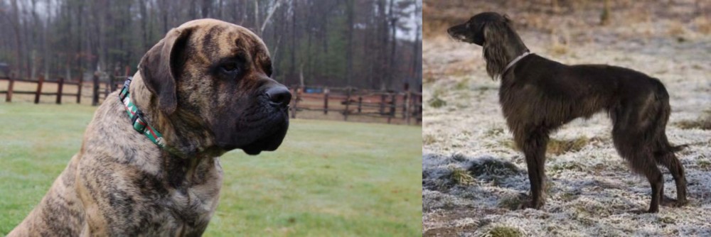 Taigan vs American Mastiff - Breed Comparison