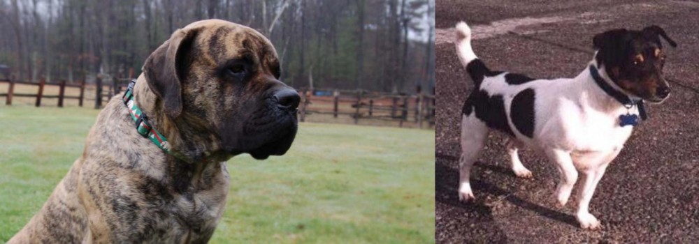 Teddy Roosevelt Terrier vs American Mastiff - Breed Comparison