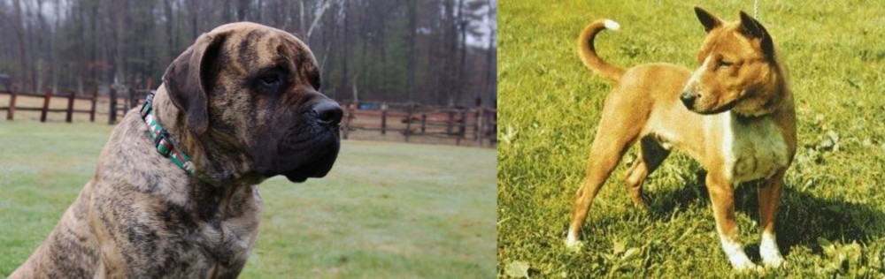 Telomian vs American Mastiff - Breed Comparison