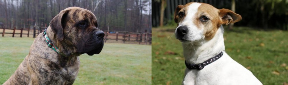 Tenterfield Terrier vs American Mastiff - Breed Comparison