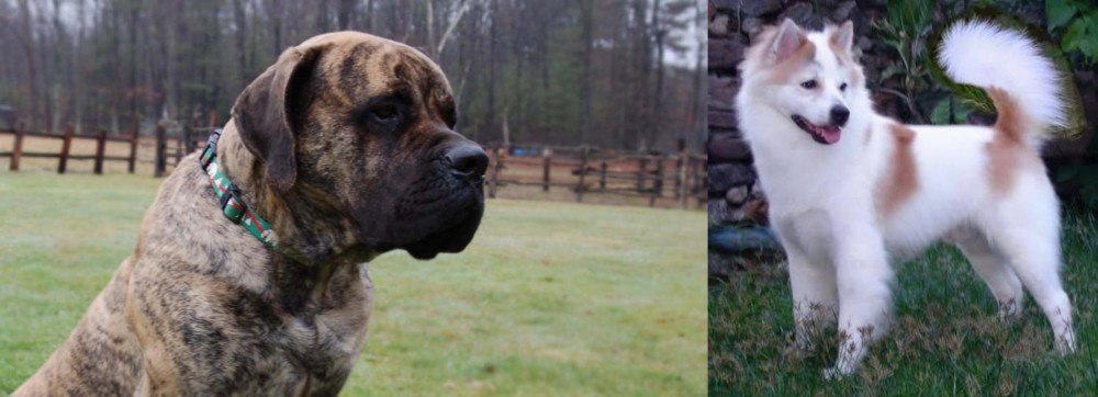 Thai Bangkaew vs American Mastiff - Breed Comparison