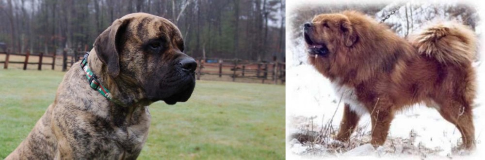 Tibetan Kyi Apso vs American Mastiff - Breed Comparison