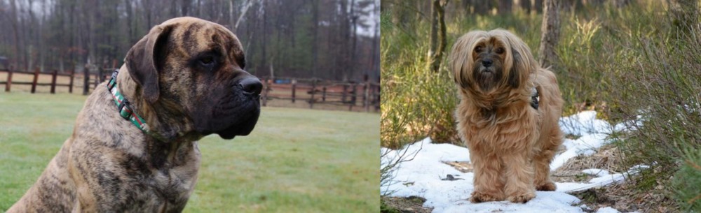 Tibetan Terrier vs American Mastiff - Breed Comparison