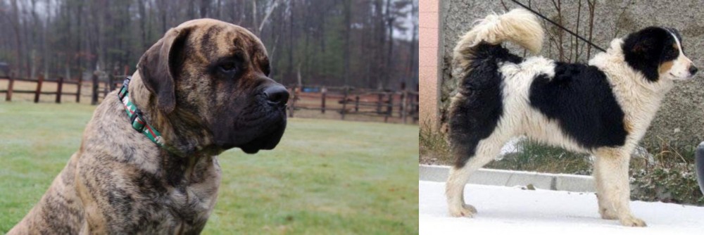 Tornjak vs American Mastiff - Breed Comparison