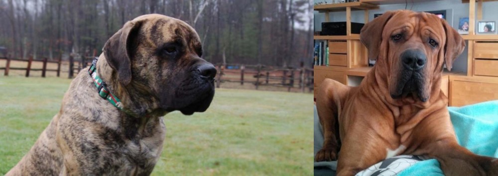 Tosa vs American Mastiff - Breed Comparison