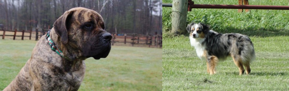 Toy Australian Shepherd vs American Mastiff - Breed Comparison
