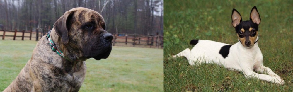 Toy Fox Terrier vs American Mastiff - Breed Comparison