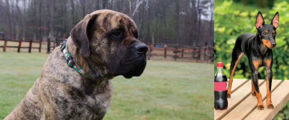 Toy Manchester Terrier vs American Mastiff - Breed Comparison