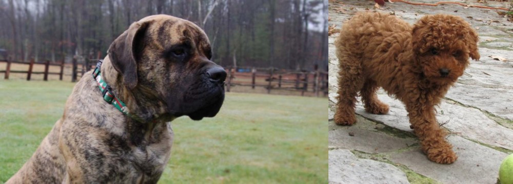 Toy Poodle vs American Mastiff - Breed Comparison