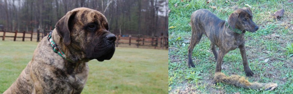 Treeing Cur vs American Mastiff - Breed Comparison