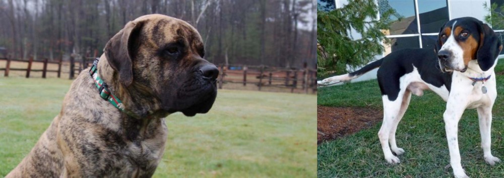 Treeing Walker Coonhound vs American Mastiff - Breed Comparison