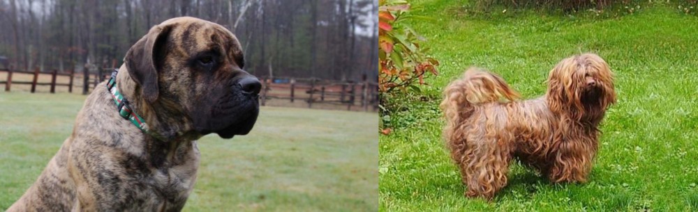 Tsvetnaya Bolonka vs American Mastiff - Breed Comparison