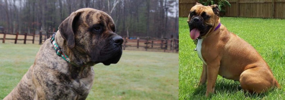Valley Bulldog vs American Mastiff - Breed Comparison