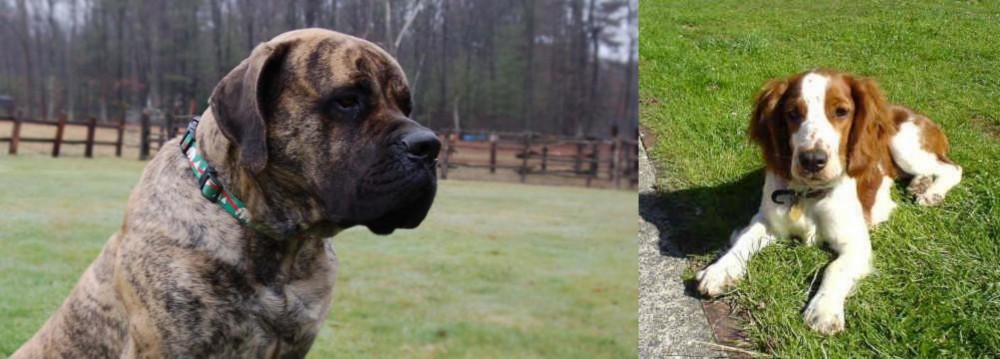 Welsh Springer Spaniel vs American Mastiff - Breed Comparison